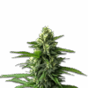 Cannabis Samen Jack Herer