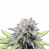 Cannabis Samen Lemon Cherry Gelato