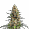 Cannabis Samen Permanent Marker Auto