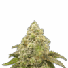 Cannabis Samen Super Boof