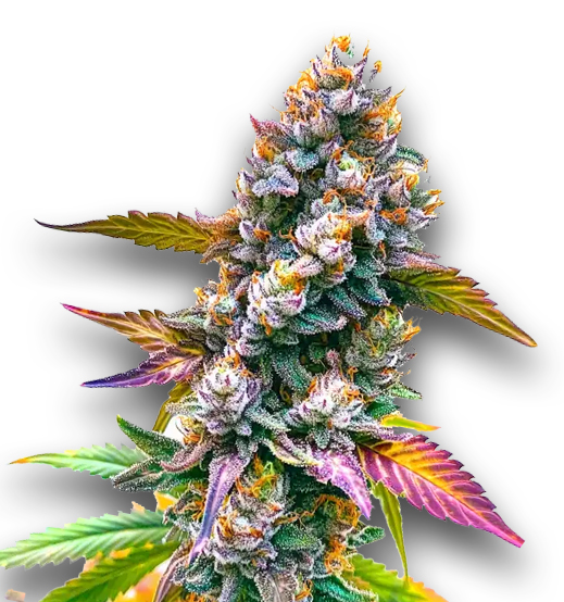 Jelly Bud Seeds 3+1 Samen „Gary Payton“ fem. 3 Gary Payton Cannabis Pflanze – feminisierte Sorte mit dichten, harzreichen Blüten