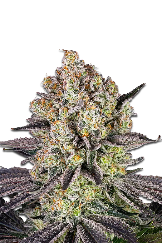 Jelly Bud Seeds „RUNTZ“ fem. - Cannabis Samen 3 Cannabisblüte der Sorte Runtz fem.
