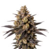 Apple and Bananas Samen Blüte – feminisierte Sorte von Jelly Bud Seeds