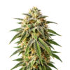 Biscotti Samen Blüte – feminisierte Sorte von Jelly Bud Seeds
