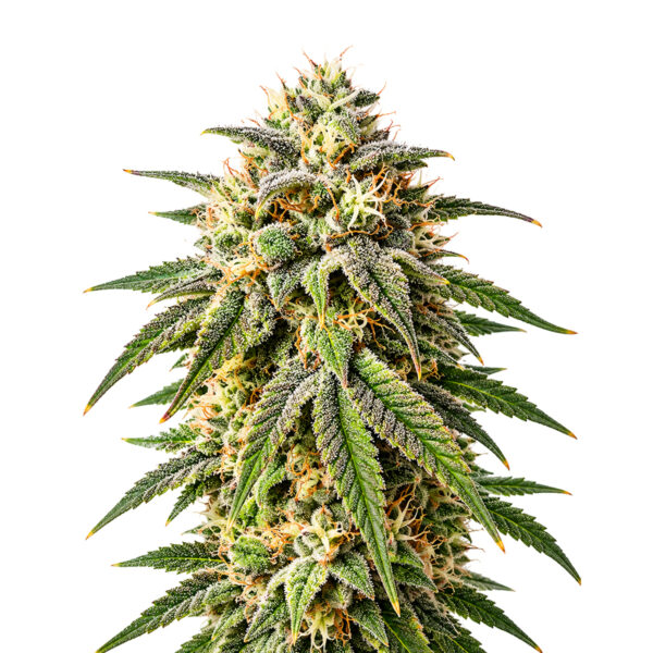 Biscotti Samen Blüte – feminisierte Sorte von Jelly Bud Seeds