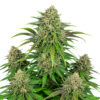 Cannabis Samen Wedding Cake Auto Blüte