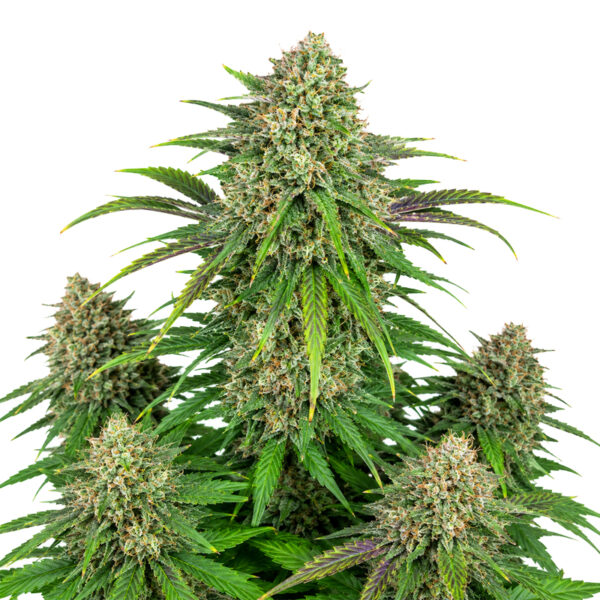 Cannabis Samen "Wedding Cake Auto" fem. – ca. 26% THC – 35/65 Sativa/Indica 9 Cannabis Samen Wedding Cake Auto Blüte