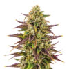 Cereal Milk Samen Blüte – feminisierte Sorte von Jelly Bud Seeds
