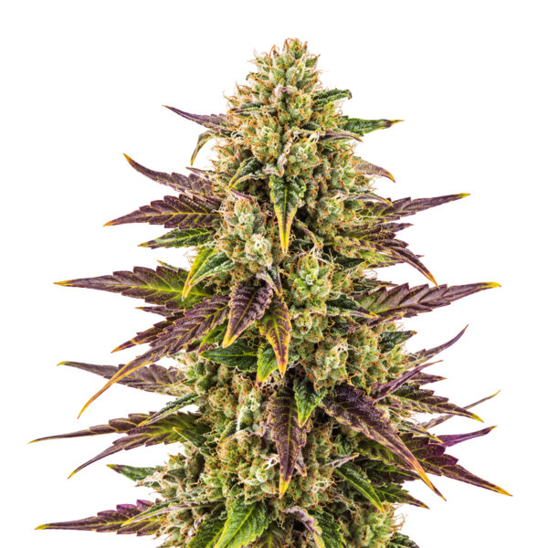 Cereal Milk Samen Blüte – feminisierte Sorte von Jelly Bud Seeds