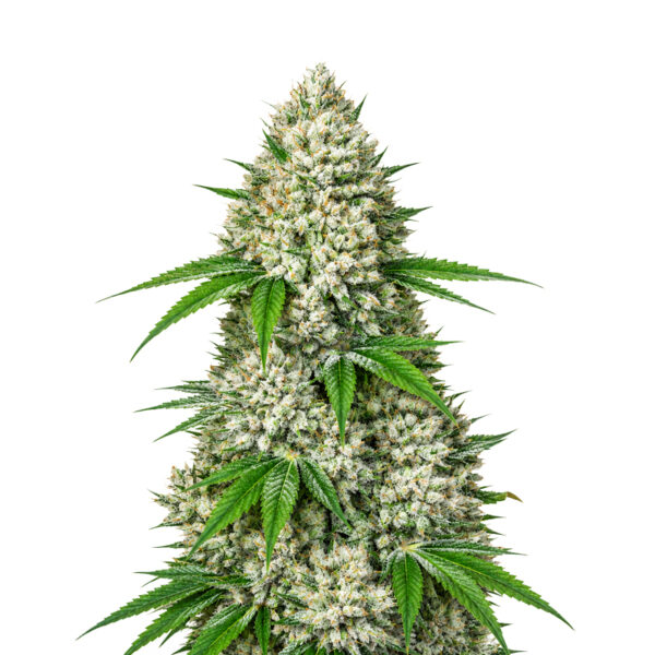 Gorilla Auto Samen Blüte – Autoflowering Sorte von Jelly Bud Seeds