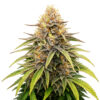 Strawberry Banana Fast fem. Blüte der Cannabis Sorte