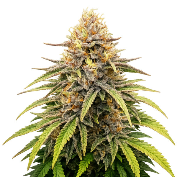 Strawberry Banana Fast fem. Blüte der Cannabis Sorte