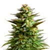 Amnesia Haze Samen Blüte – feminisierte Sorte von Jelly Bud Seeds