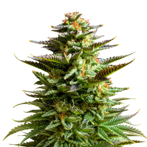 Amnesia Haze Samen Blüte – feminisierte Sorte von Jelly Bud Seeds